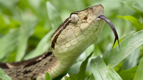 naked and afraid producer snake bite|Discovery Producer Bit By Deadly Snake While Location Scouting